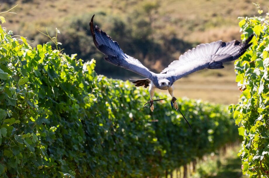 Bird flying over a vineyard with green leaves and a blurred background