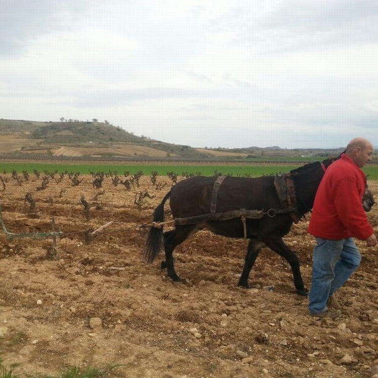 Two people working in a field with a donkey plowing the soil.